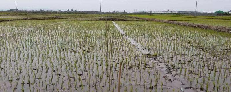 莎稗磷对水稻的药害 莎稗磷药害症状