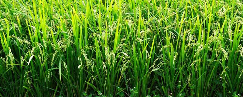 我国最早总结江南水稻栽培技术 我国最早总结江南水稻栽培技术的著作是