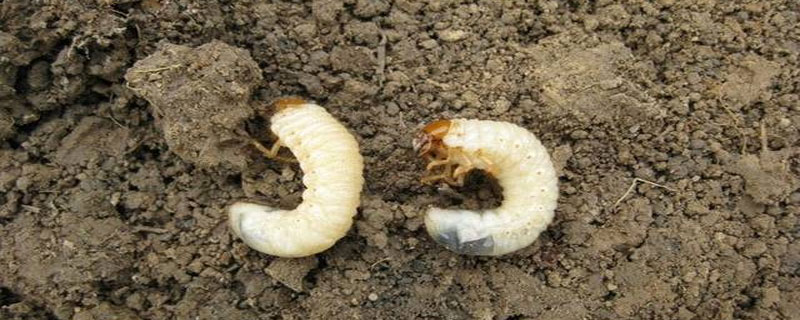地下虫用什么农药好 地下害虫用什么药比较管用