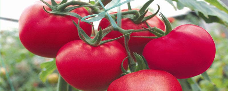 西红柿的密度大还是辣椒的密度大 西红柿的密度大还是辣椒的密度大一些