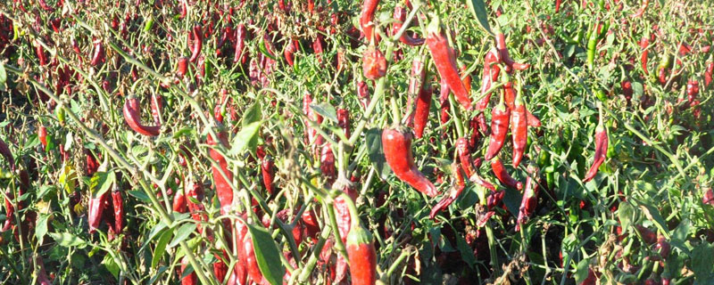 种植辣椒用什么肥料 种植辣椒用什么肥料最好