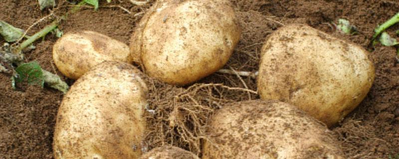 马铃薯追肥的三时间 马铃薯追肥在出苗后多少天最佳