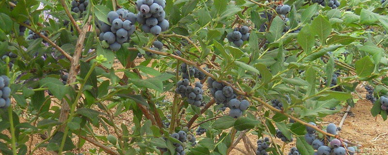 假蓝莓树苗 常见假蓝莓苗