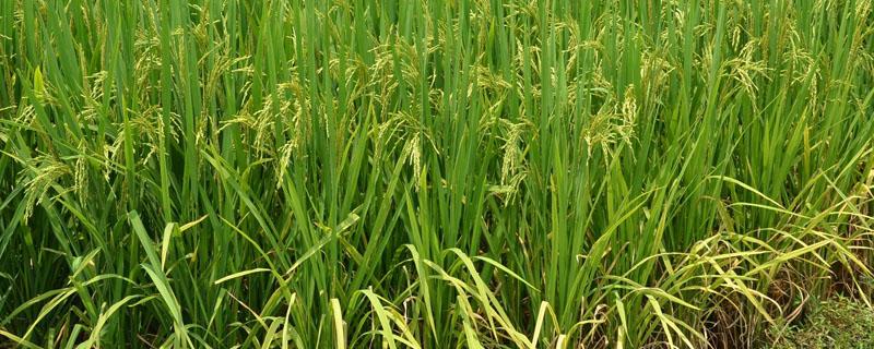 江南水稻地区栽培技术的一部农书（江南水稻地区栽培技术的一部农书著作是什么）