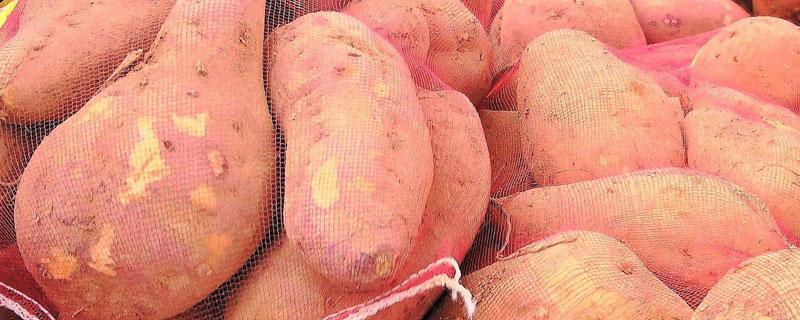 优质高产红薯新品种 新品种红薯亩产超万斤