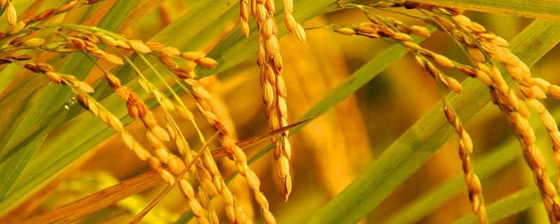 水稻和稗草的关系 稗草和水稻生长在一起