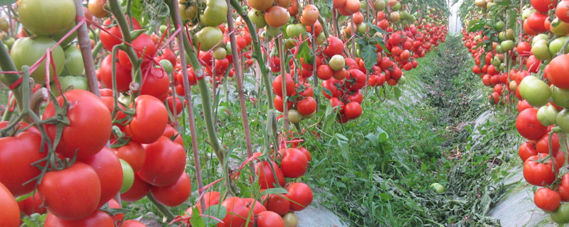番茄金鹏系列哪个好 金鹏番茄新品种
