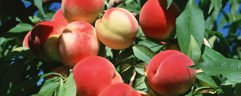 桃子是什么季节的水果 农业大学 桃子是什么季节的水果