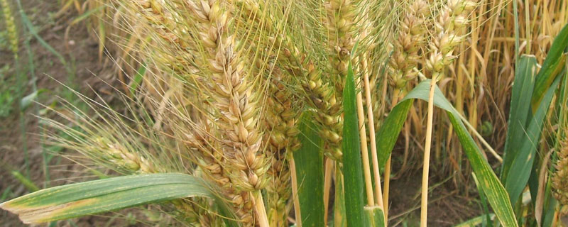 干热风对小麦危害的关键时期是 (单选题 干热风对小麦危害的关键时期是