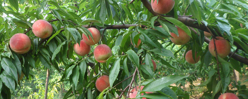 桃子产地 桃子产地主要在哪个省