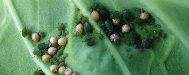 目前治蚜虫用什么特效药 打蚜虫什么药有特效