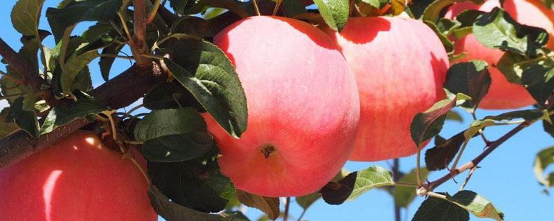 苹果树怎样追肥好 苹果树追肥用什么肥料