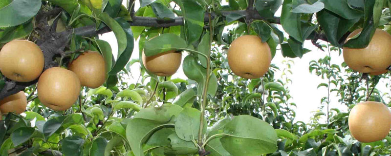 黄金梨树苗一亩多少株 黄金梨每亩种多少棵