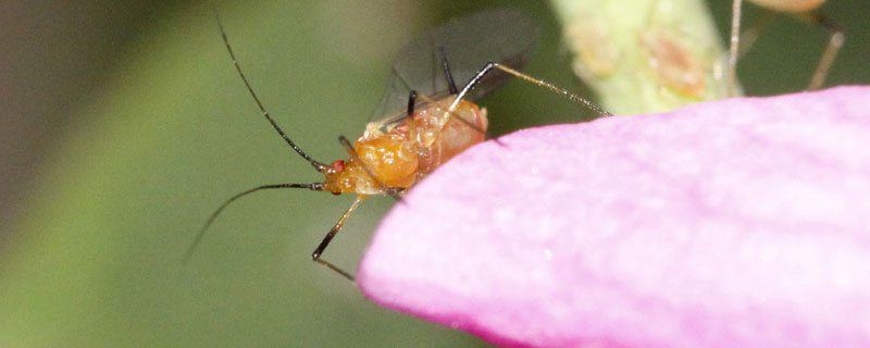 玉米蚜虫防治方法有哪些 玉米蚜虫用什么药防治