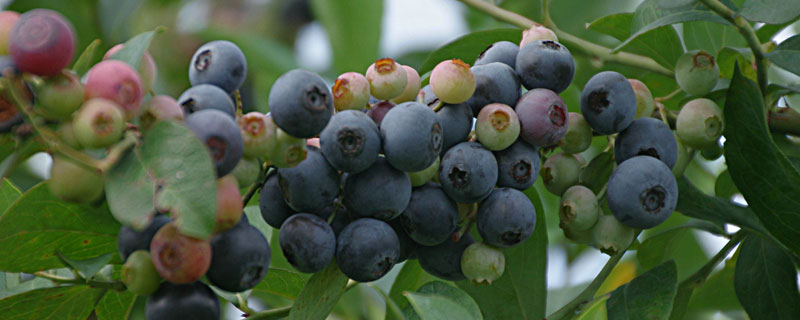 适合北方种植的蓝莓品种 北方适合种植哪个品种的蓝莓
