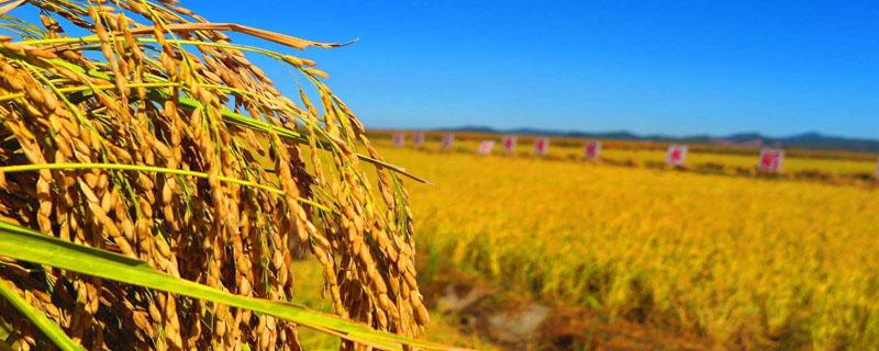 总结江南水稻地区栽培技术的一部农书
