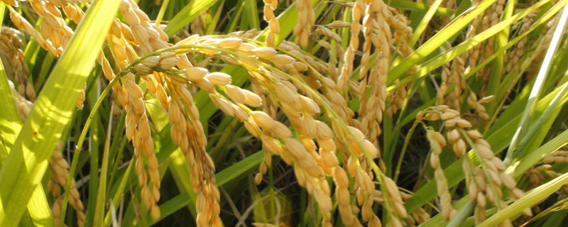 鑫丰优868水稻品种 鑫丰优868水稻品种的特征特性