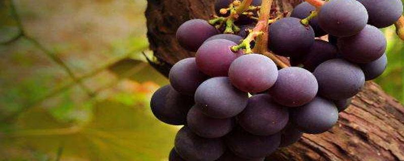 种植葡萄开始于哪个朝代 地区种植葡萄始于哪个朝代