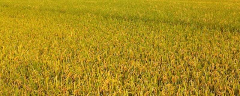 水稻根线虫用什么药 水稻根线虫防治特效药