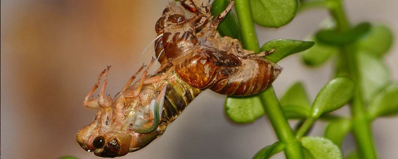 野生金蝉和养殖金蝉的区别 野生金蝉和人工养殖的区别