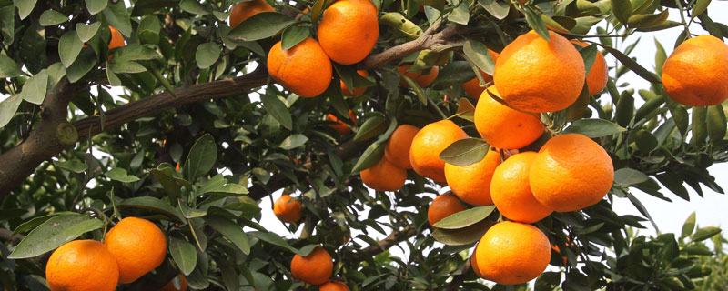 柑橘树上的青苔病怎样治 柑橘青苔病特效药