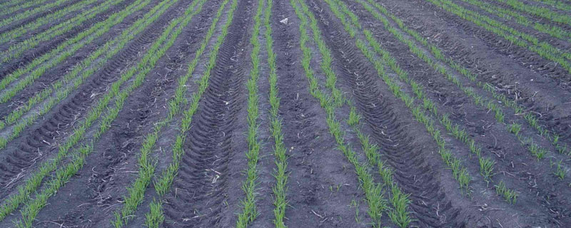 小麦叶面喷施硼肥的最佳时间 小麦叶面肥喷施时间