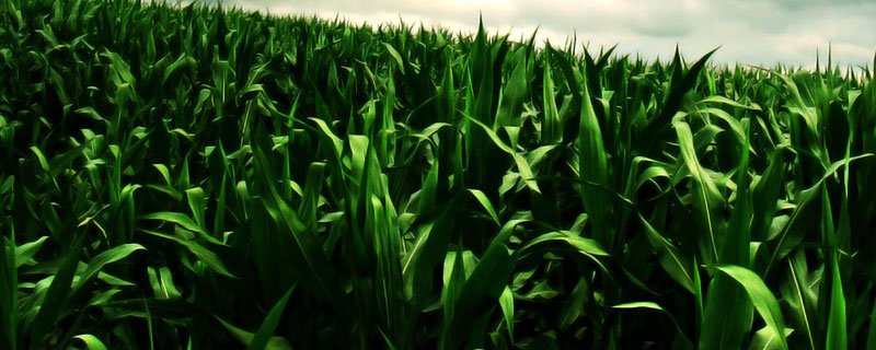 玉米除草剂打后多长时间下雨有效 玉米除草剂打后多长时间下雨有效果