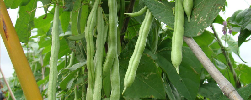 无丝豆的种植时间 无丝豆的种植时间和方法秋葵种子