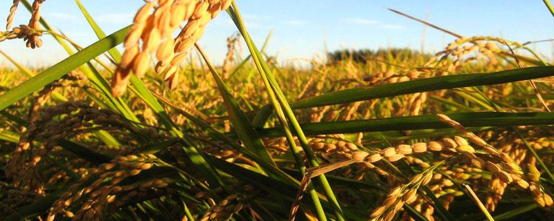 水稻分蘖肥什么时候扬 水稻分蘖期施肥