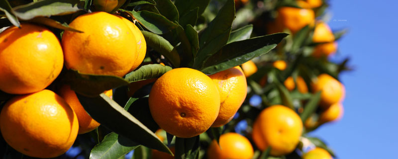 明日见柑橘的种植技巧和管理 明日见柑橘种植条件