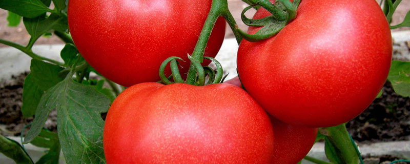 刚栽的番茄苗需要注意什么 番茄苗移栽注意事项