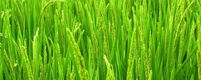 水稻赤枯病的防治方法 水稻赤枯病的症状表现