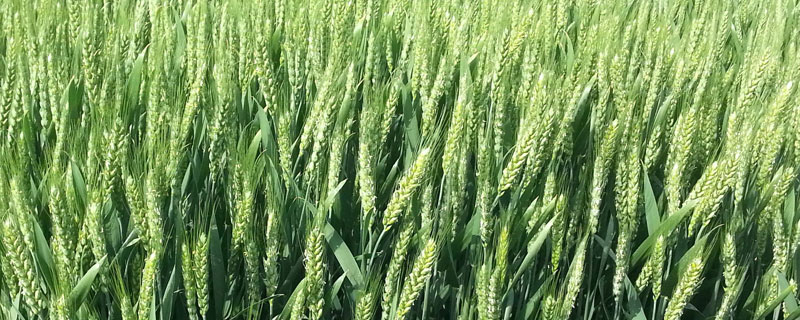小麦秸秆用途 小麦秸秆用途有哪些