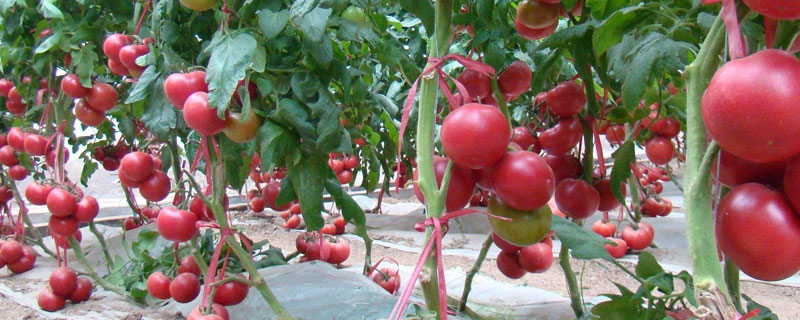 越夏西红柿种植时间 越夏西红柿种植技术
