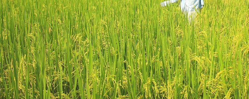 水稻田的红线虫用什么药 水稻田红白线虫特效药