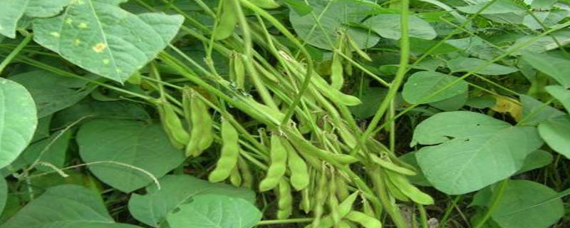 大豆高产栽培技术要点 大豆的栽培技术要点