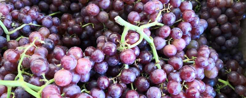 目前最好的葡萄品种有哪几种 葡萄有哪些品种