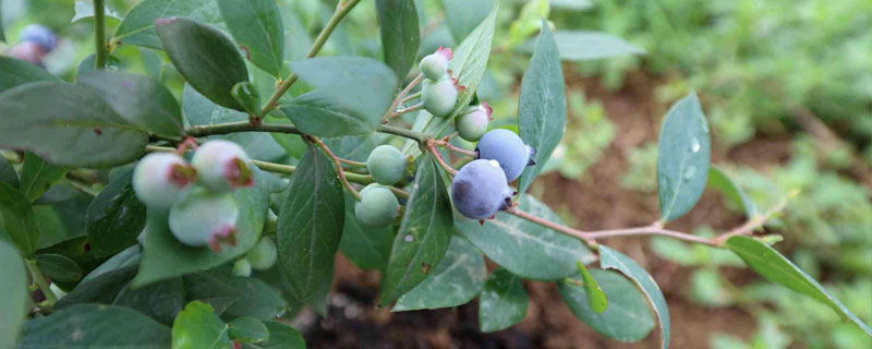 蓝莓能放多久 蓝莓能放多久冰箱