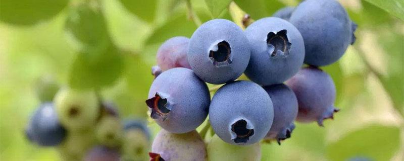 蓝莓苗叶片发红原因 蓝莓苗叶子发黄