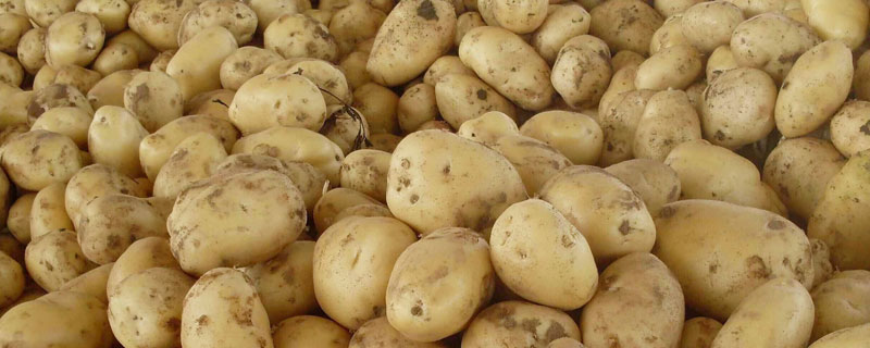马铃薯和土豆的区别,土豆是果实 马铃薯和土豆的区别