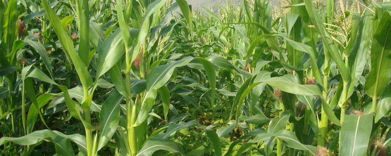 科泰1608玉米种子特征 科泰1608玉米品种介绍