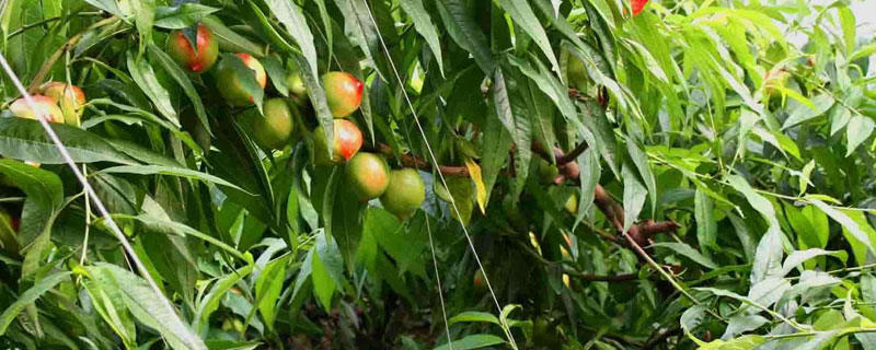 主干型桃树的种植密度 密植型桃树株距多少最好