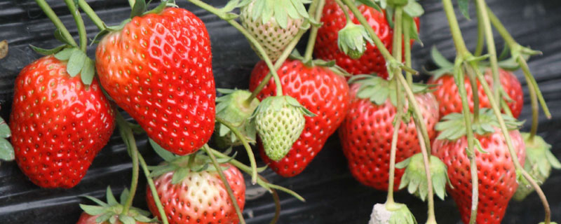 草莓冲施红糖的作用 红糖冲施对草莓根的作用