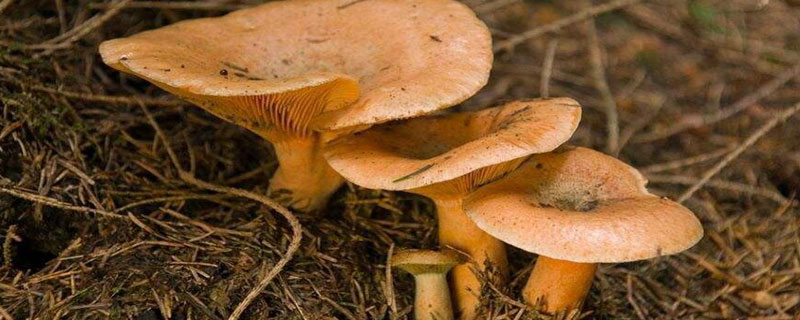 松乳菇人工种植技术指导 松乳菇的种植技术在哪里可以学习