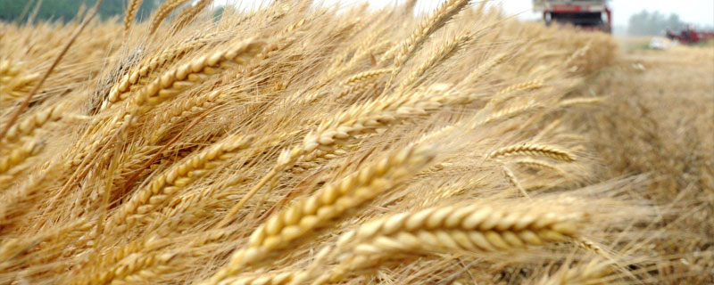 冬小麦拔节期在几月份 冬小麦拔节期多长时间