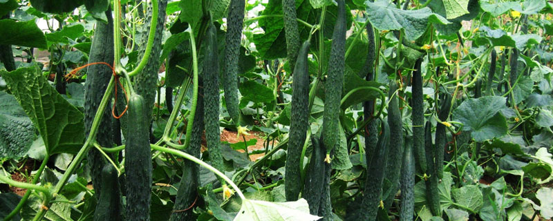 高产4万斤的黄瓜品种 产量高的黄瓜品种
