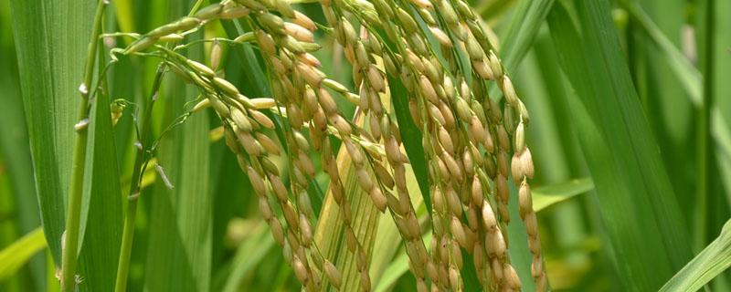 水稻白线虫用什么药能治住 水稻白线虫怎么治疗