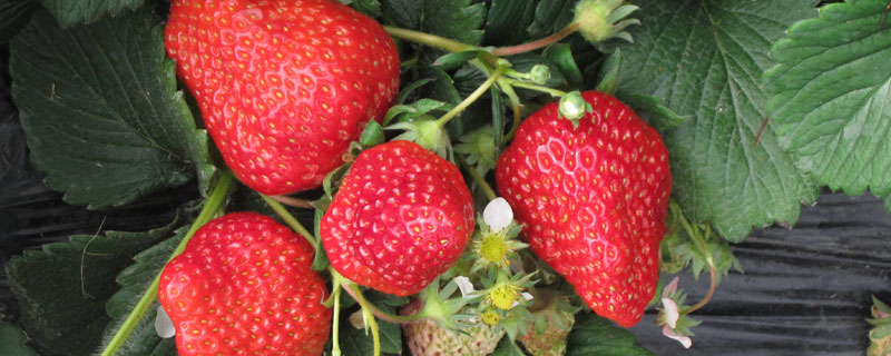 昌平草莓什么时候成熟 昌平草莓采摘几月份