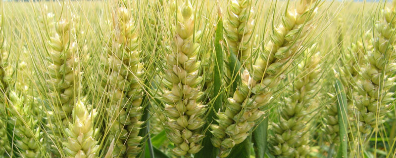 小麦主要成分比例 小麦主要成分