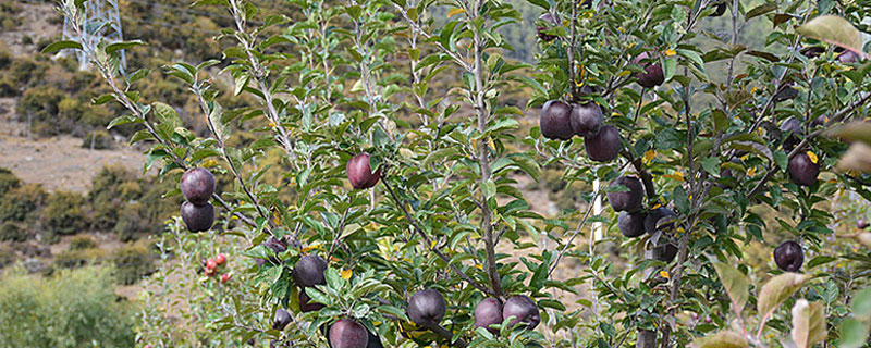 黑钻苹果适宜什么地方栽植 黑钻苹果种植要求